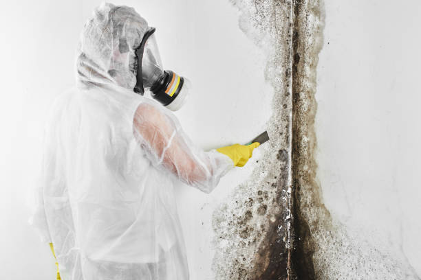 Certified Mold Removal in Valley Falls, SC